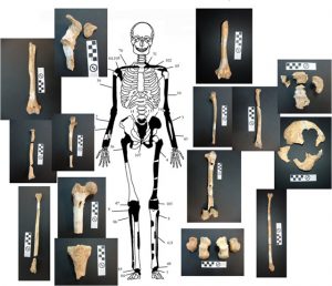 amphipolis-bones